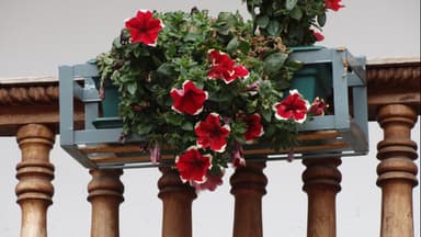 Balkonblumen 