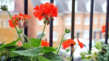 Balkonblume 