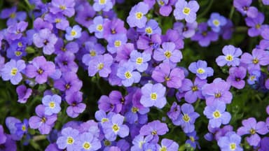 Blaukissen 
