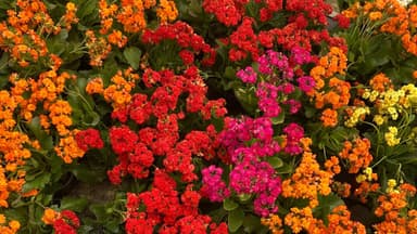 Blumenbeet 