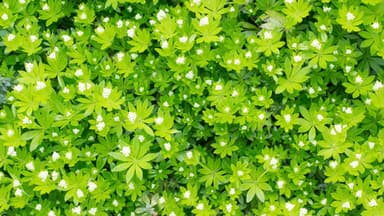 Waldmeister Pflanze