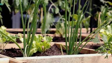 Urban Gardening 