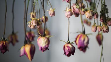 Trockenblumen