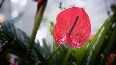 Blume in Magenta 