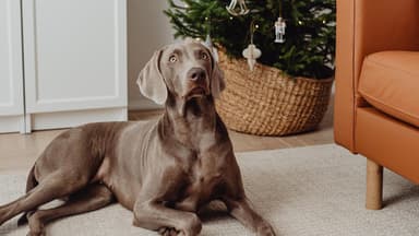 Ein Hund liegt vor dem Weihnachtsbaum.