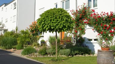 Kugelbäume für den Vorgarten 