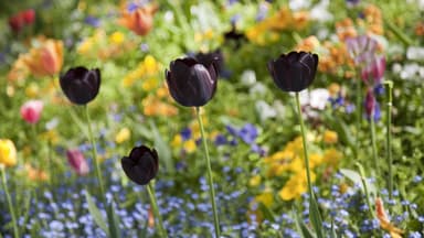 Schwarze Tulpen im Blumenbeet