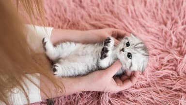 Babykatze knuddeln