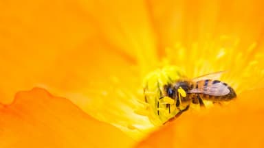 Biene sitzt in einer Blüte