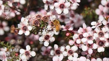 Bienenfreundliche Stauden 