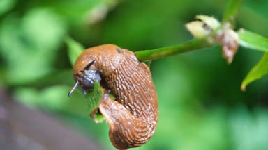 Eine Nacktschnecke im Garten