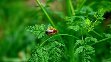 Bienenfreundliche Kräuter, auf denen eine Biene sitzt