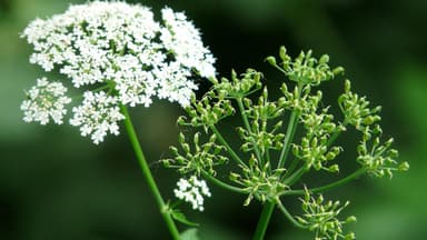 Giersch im Garten