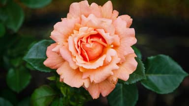 Rose für einen sonnigen Standort