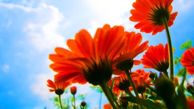 Blumen vor blauem Himmel