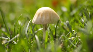 Pilze im Garten