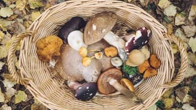 Gesammelte Pilze aus der Nähe