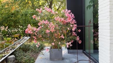Oleander im Garten 