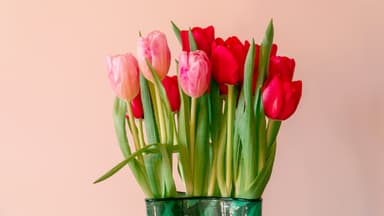 Tulpen, die länger frisch bleiben