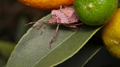 Stinwanze auf einem Blatt