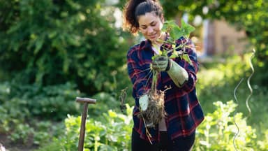 Eine Frau mit Gartenhandschuhen hält Unkraut samt Wurzel in der Hand