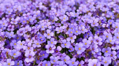 Blaukissen-Bodendecker für den Steingarten