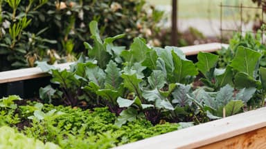 Selbst gebautes Hochbeet