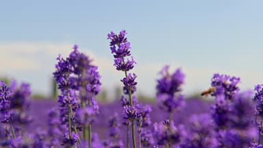 Lavendel blüht nicht