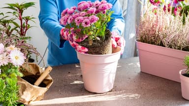Frau topft pflegeleichte Balkonblumen ein