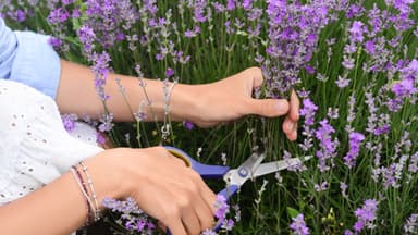Frau schneidet Lavendel