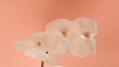 Orchideen zum Blühen bringen
