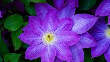 Sichtschutz-Pflanze Clematis