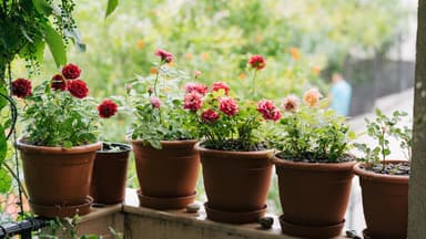 Pastellblumen für den Balkon 