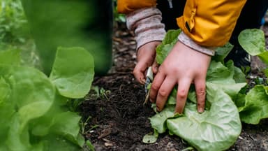 Kinder ernten Gemüse