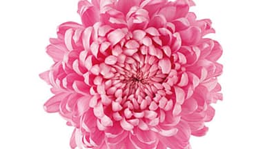 Trend Blume?