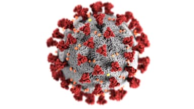 Coronavirus in seiner Struktur