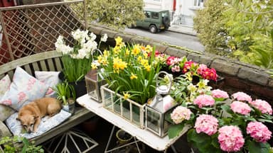 Die schönsten Balkonblumen  - Riskieren Sie einen Blick! 