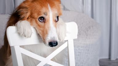 Diese Lebensmittel dürfen Hunde nicht fressen: Hund schaut treu