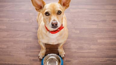 Fressnapf: Dieses Hundefutter wird zurückgerufen