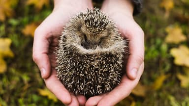 Igel schützen