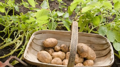 Korb mit Kartoffeln aus dem eigenen Garten