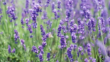 Lavendel
