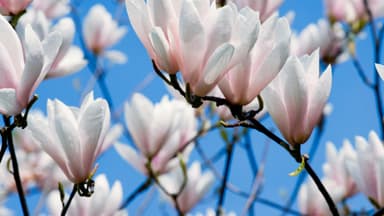 Blühende Magnolien 