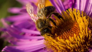 Natürliches Superfood: Bienenpollen