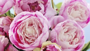 Pfingstrose in Pink 