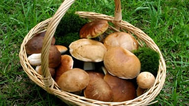 Mykotherapie - Die heilende Kraft der Pilze