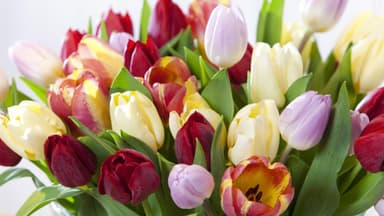 So bleiben Ihre Schnittblumen lange frisch: Tulpen in einer Vase