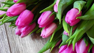 So halten Tulpen am längsten