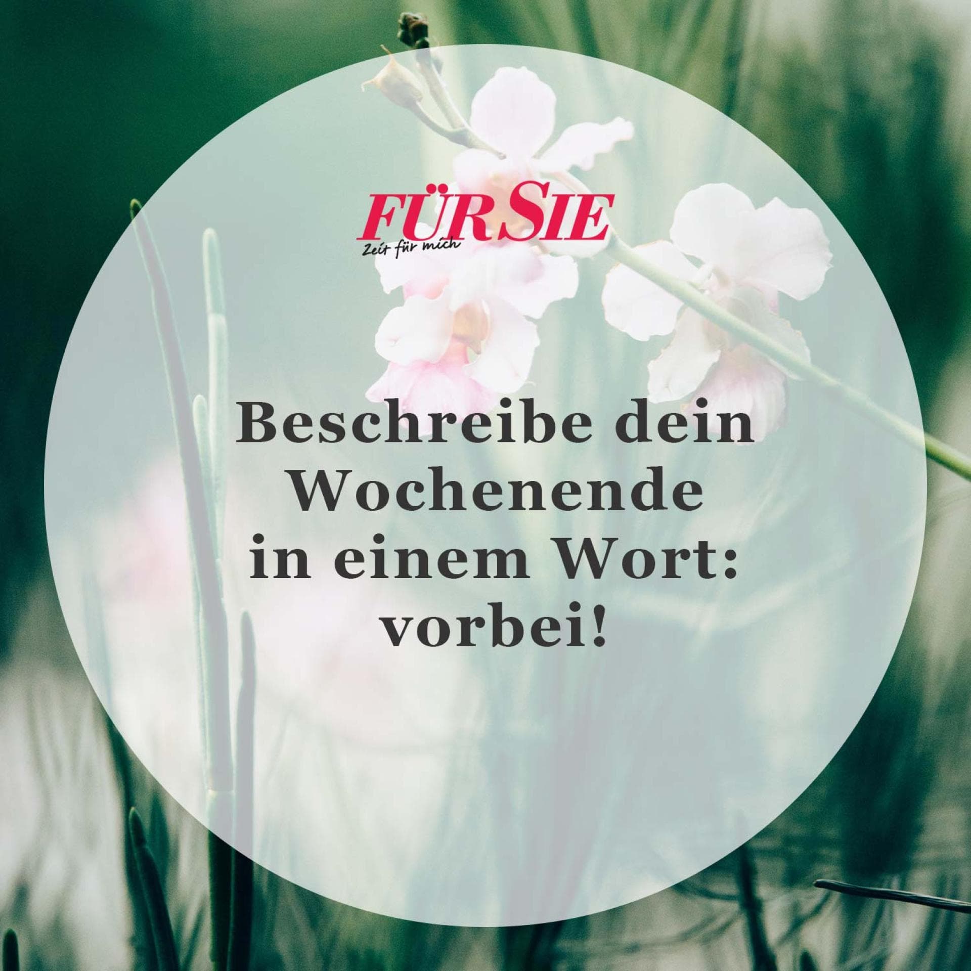 Spruch des Tages
