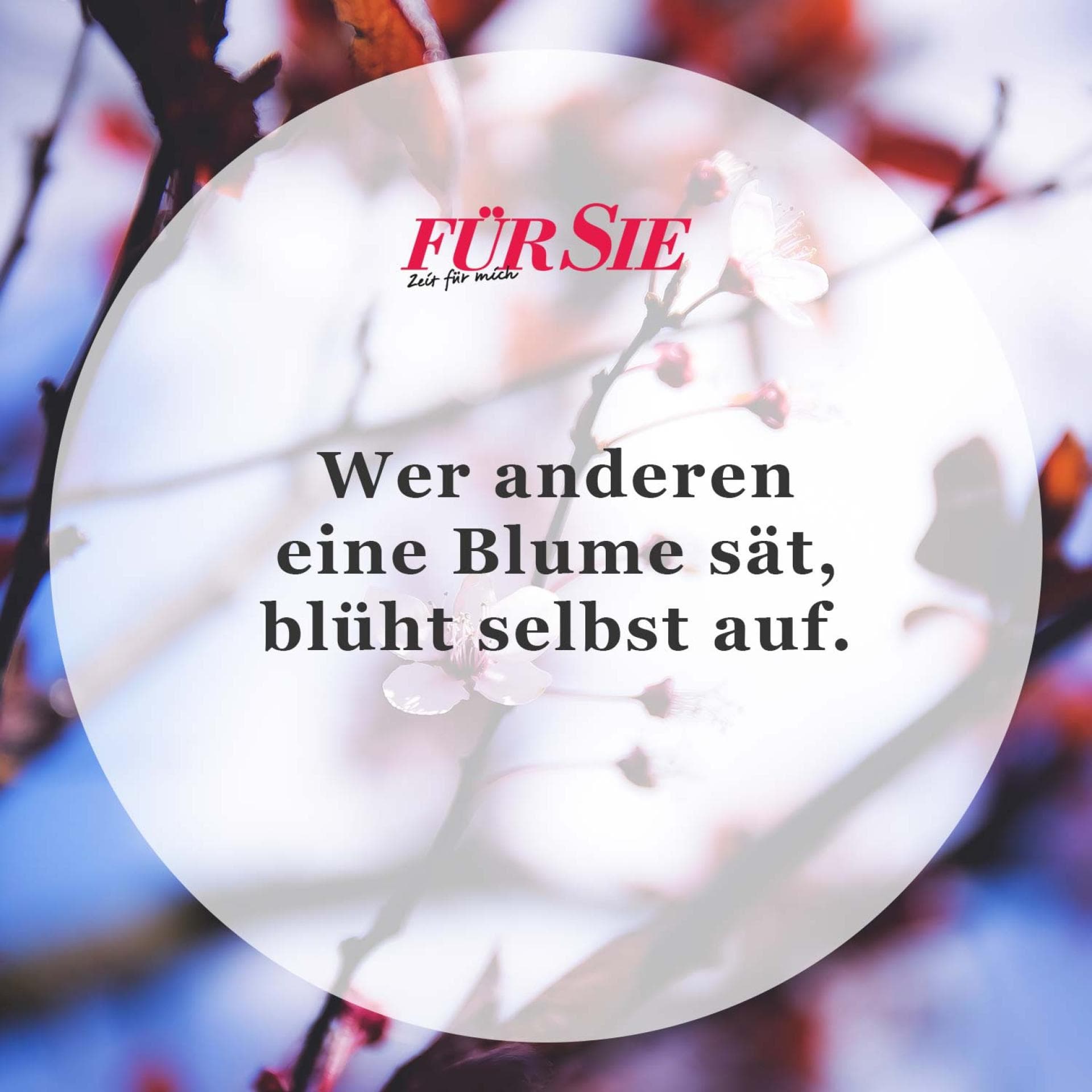 Spruch des Tages